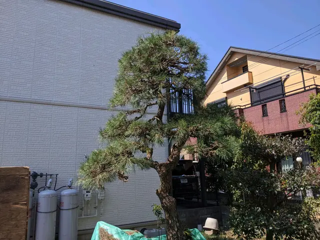 剪定作業はお任せ下さい！お気軽にご相談を！サービスの画像