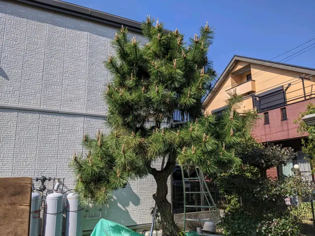 剪定作業はお任せ下さい！お気軽にご相談を！サービスの画像