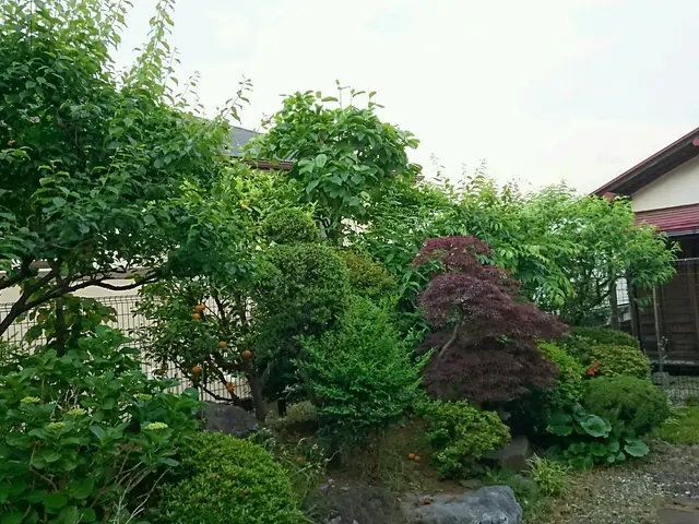 剪定作業はお任せ下さい！お気軽にご相談を！サービスの画像