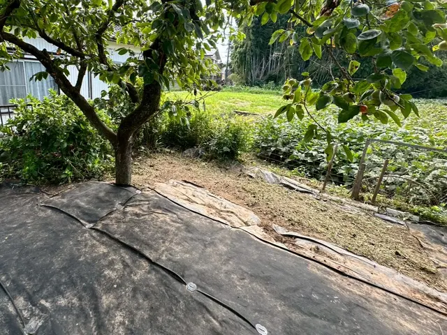 【栃木県　地域密着！】迅速・丁寧・低価格でツタ取り致します！サービスの画像