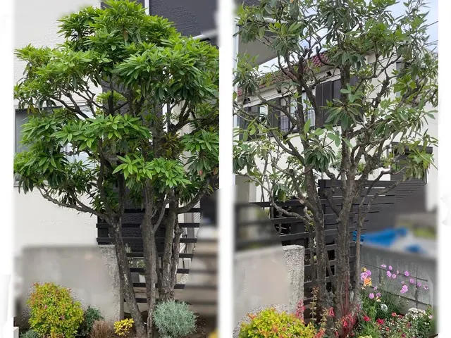 女性目線での剪定を致します！サービスの画像