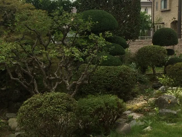 10年以上の実績！庭木の剪定承ります！1本でもOK！サービスの画像