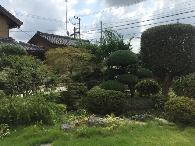 10年以上の実績！庭木の剪定承ります！1本でもOK！サービスの画像