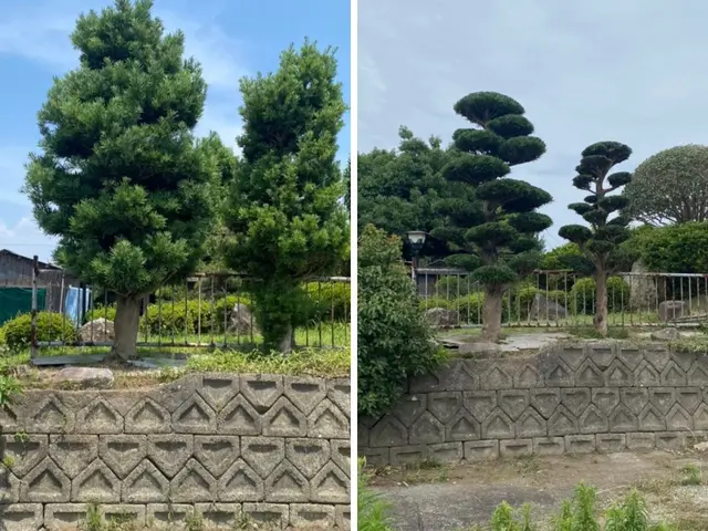 【高所対応可】伸びすぎた庭木をスッキリ剪定｜福岡市東区・糟屋郡対応｜追加料金なしサービスの画像