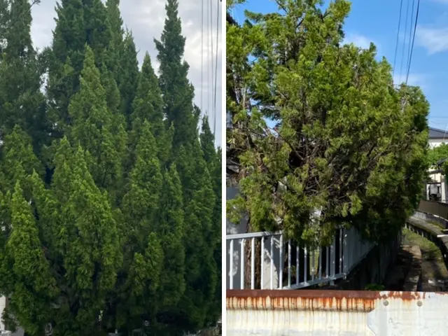 【高所対応可】伸びすぎた庭木をスッキリ剪定｜福岡市東区・糟屋郡対応｜追加料金なしサービスの画像