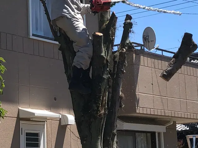 愛知県全域対応です　チェーンソー取り扱いの資格所得　森林組合での経験ありですサービスの画像