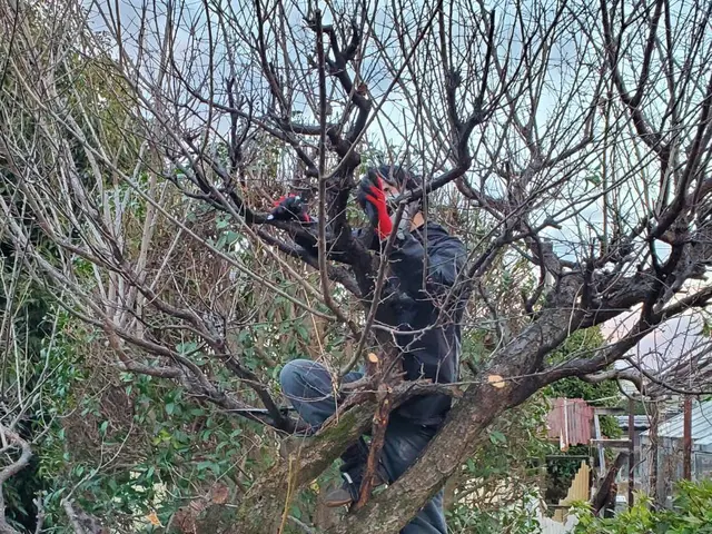 価格重視！作業組み合わせで割引！伐採、抜根、草刈りなど。サービスの画像