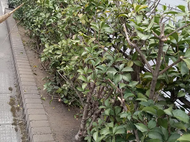 生垣が伸び過ぎた時は綺麗にバリカンで刈り上げます。高さ2メ−トル以上は別途料金サービスの画像