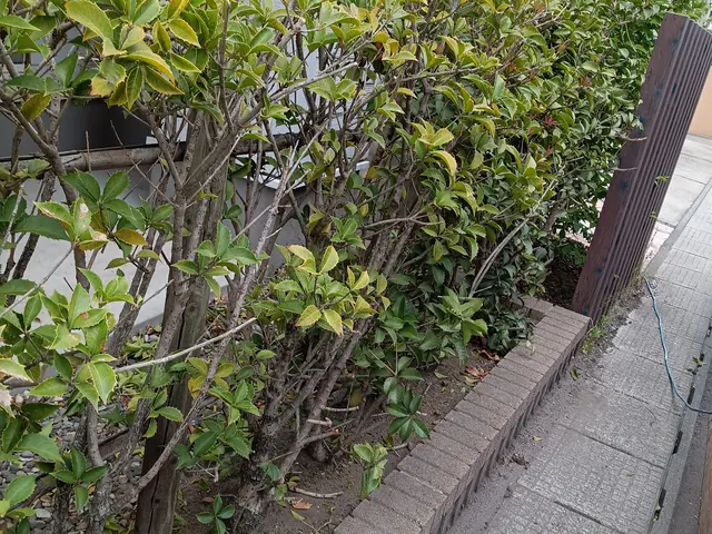 生垣が伸び過ぎた時は綺麗にバリカンで刈り上げます。高さ2メ−トル以上は別途料金サービスの画像