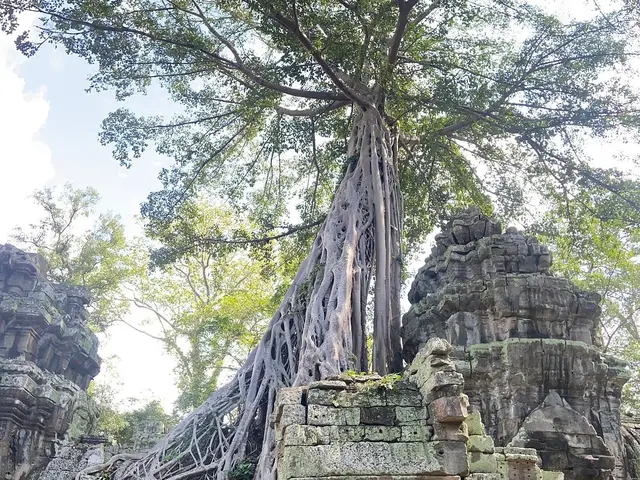 生垣が伸び過ぎた時は綺麗にバリカンで刈り上げます。高さ2メ−トル以上は別途料金サービスの画像