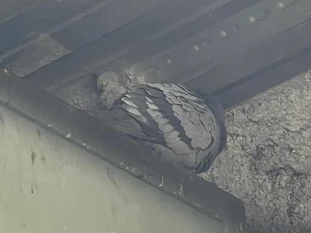 【防除歴12年以上】工場・倉庫などの糞害対策 お任せくださいサービスの画像