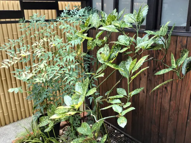 プロが認める芸術センス。数年先まで見据えた、木が長持ちする剪定。夫婦で伺います。サービスの画像