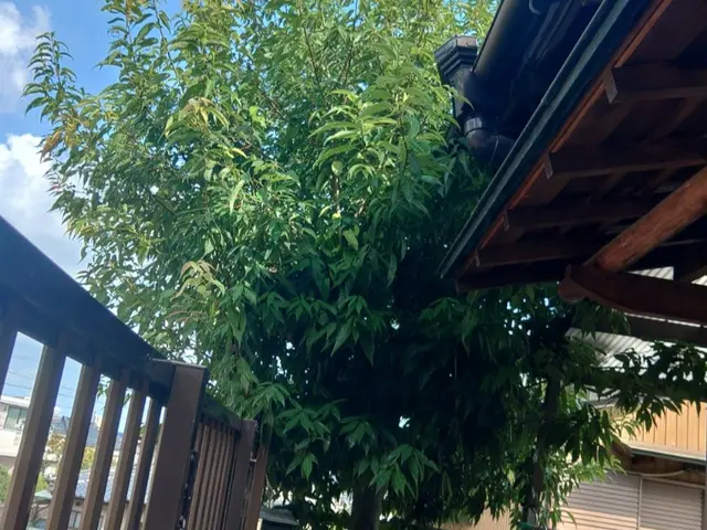 小木～高い木の特殊伐採、抜根①他社でできないと言われた方②写真の多賀が作業しますサービスの画像