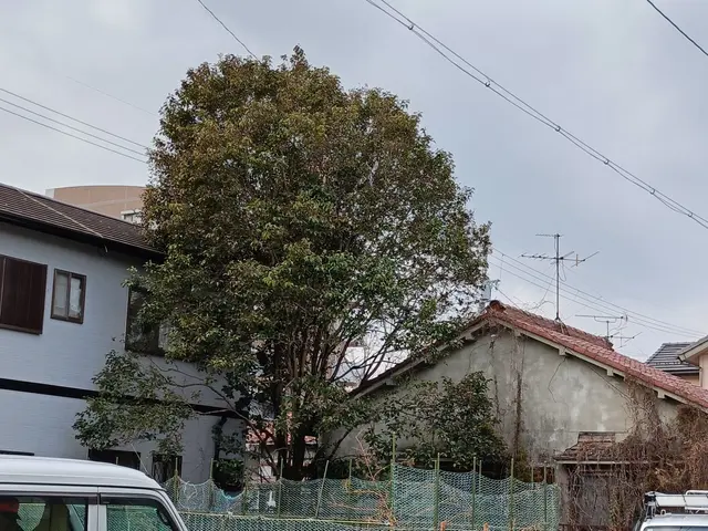 【特殊伐採】〜小さな木、抜根①他社でできないと言われた方【まとめて割引あります】サービスの画像