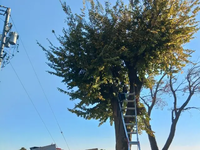 小木～高い木の特殊伐採、抜根①他社でできないと言われた方②写真の多賀が作業しますサービスの画像