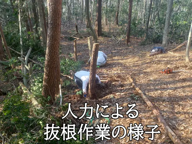 庭木の伐採・抜根作業はお任せ下さい！サービスの画像