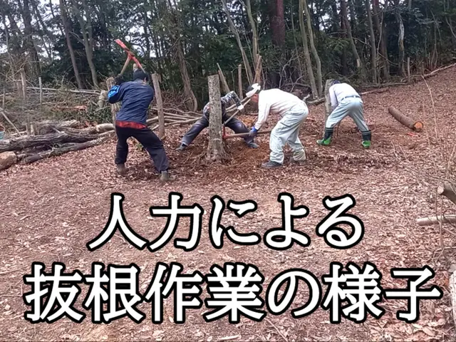 庭木の伐採・抜根作業はお任せ下さい！サービスの画像