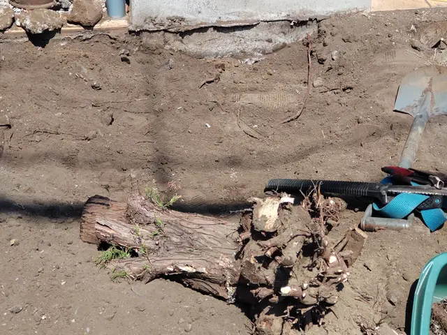 【女性スタッフ同行可】30年の実績と1万件の信頼★庭のお手入れお任せください◎サービスの画像