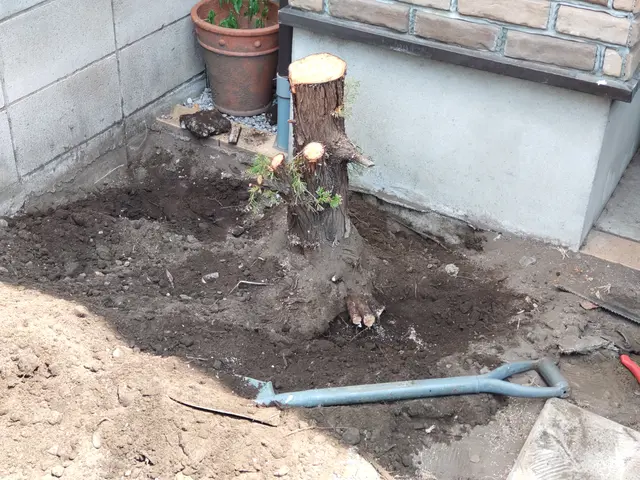 【女性スタッフ同行可】30年の実績と1万件の信頼★庭のお手入れお任せください◎サービスの画像