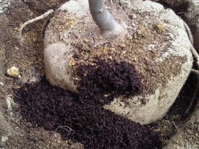 ◇庭木の剪定専門業者◇拘りの完全自社施工◇素敵なお庭作りサポートサービスの画像