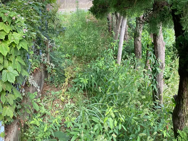 草刈り(刈払い機)サービスの画像