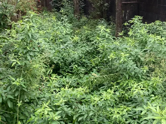 草刈り(刈払い機)サービスの画像