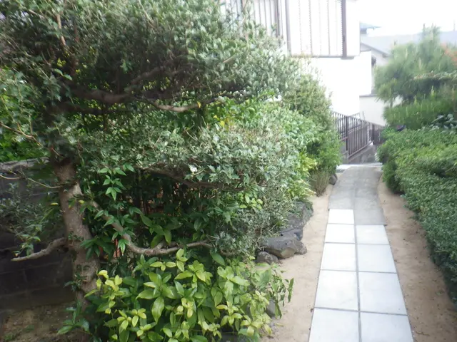 庭木のお悩み解決させます。お客様のご要望に可能な限り対応致します。サービスの画像