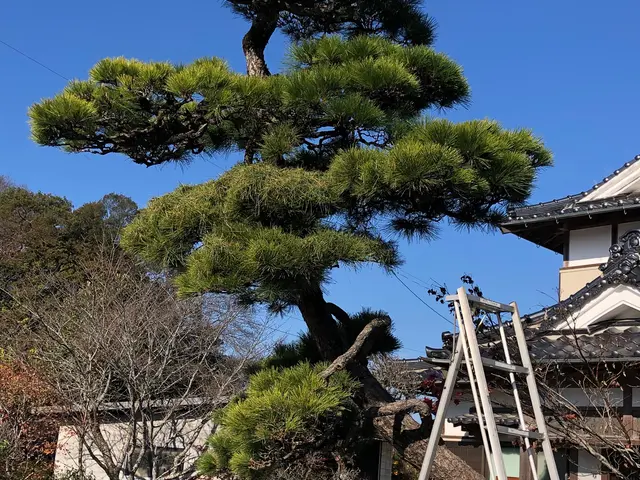 作業実績200件以上、女性スタッフ同行可能なお庭のプロフェッショナル！サービスの画像