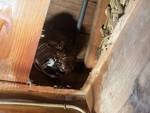 スズメバチ駆除ならお任せください！迅速に対応いたします！サービスの画像