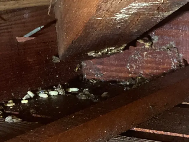 スズメバチ駆除ならお任せください！迅速に対応いたします！サービスの画像