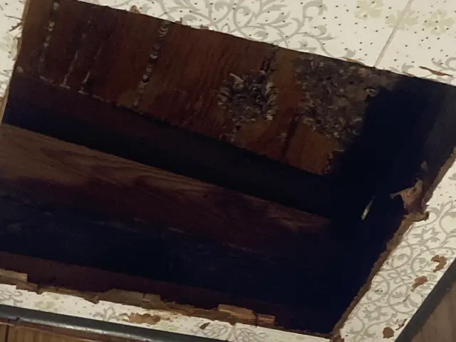 スズメバチ駆除ならお任せください！迅速に対応いたします！サービスの画像