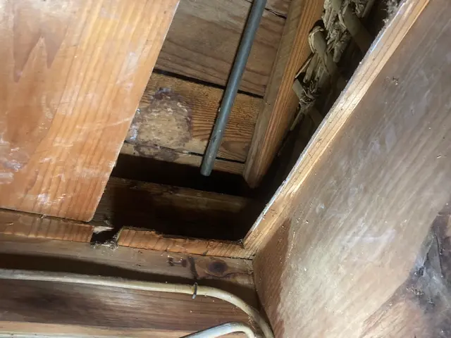 スズメバチ駆除ならお任せください！迅速に対応いたします！サービスの画像