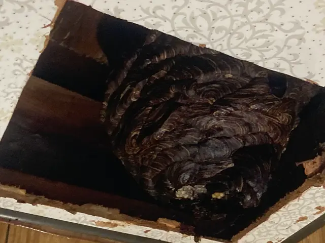 スズメバチ駆除ならお任せください！迅速に対応いたします！サービスの画像