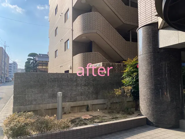 庭木の地際での伐採、抜根までサービスの画像