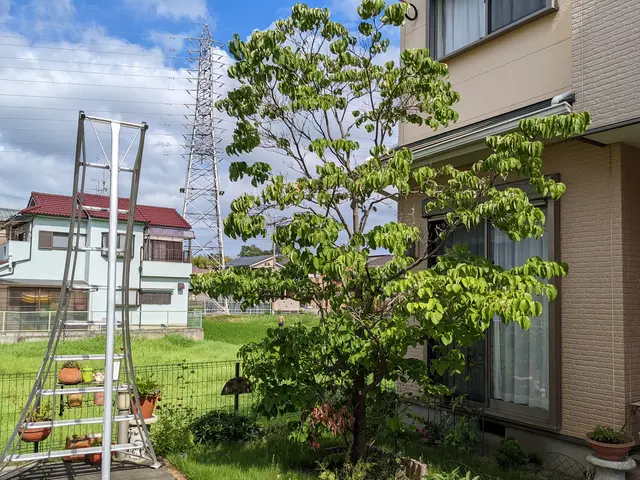 伸び放題の庭木はありませんか？　シマトネリコや梅など様々な庭木に対応しています。サービスの画像