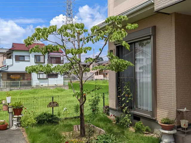 伸び放題の庭木はありませんか？　シマトネリコや梅など様々な庭木に対応しています。サービスの画像