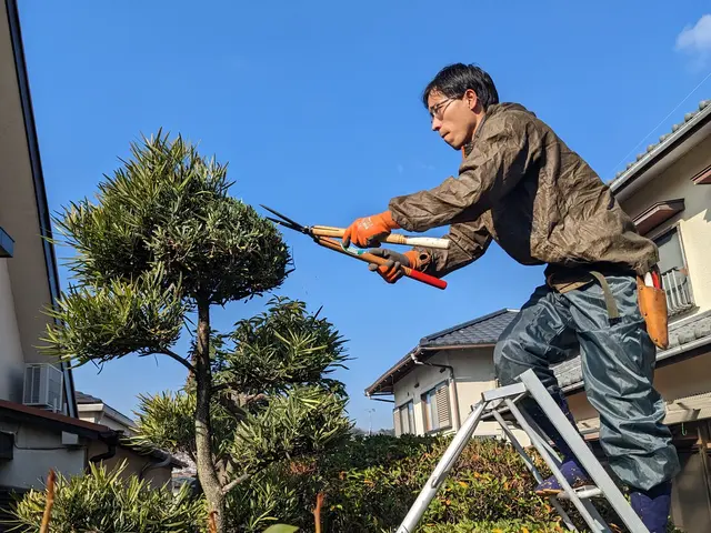 伸び放題の庭木はありませんか？　シマトネリコや梅など様々な庭木に対応しています。サービスの画像