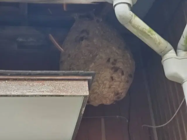 ◆営業時間外も対応します◆ハチ駆除は是非うちにお任せください！サービスの画像