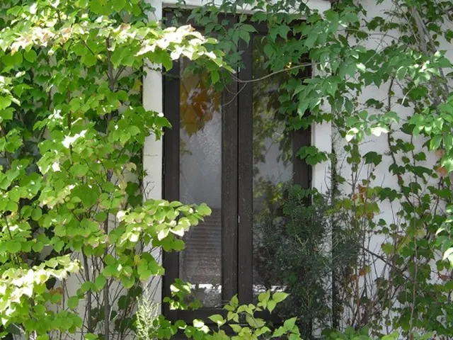 蔦(つた)撤去清掃サービスの画像