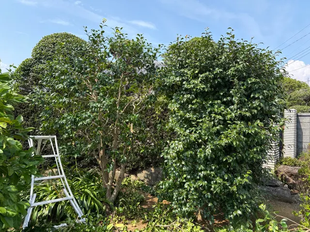 長崎駅リニューアル実績！自然樹形を活かした自社スタッフ直接対応の専門技術サービスの画像