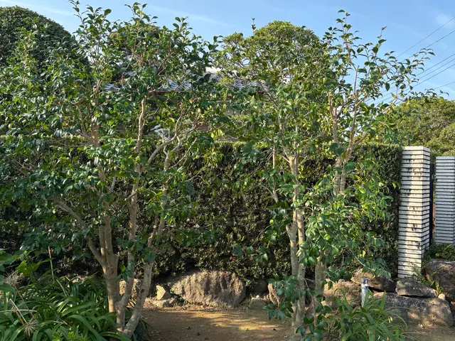 長崎駅リニューアル実績！自然樹形を活かした自社スタッフ直接対応の専門技術サービスの画像