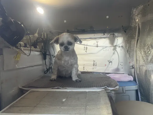 50年の経験とショッピングモールのトリミング店に勤務歴があるトリマーが出張しますサービスの画像