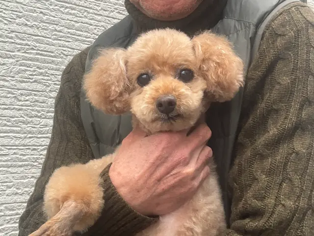 50年の経験とショッピングモールのトリミング店に勤務歴があるトリマーが出張しますサービスの画像