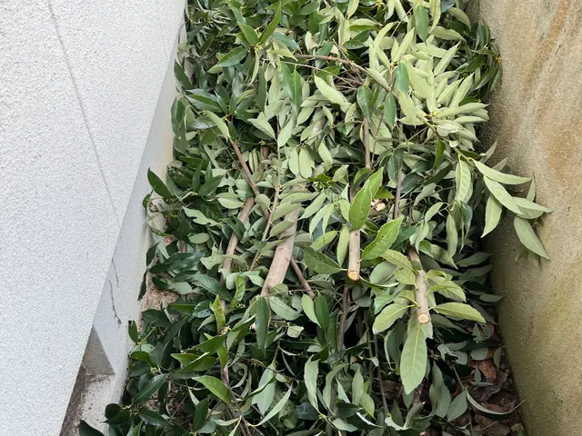 雑木伐採、庭木伐採サービスの画像