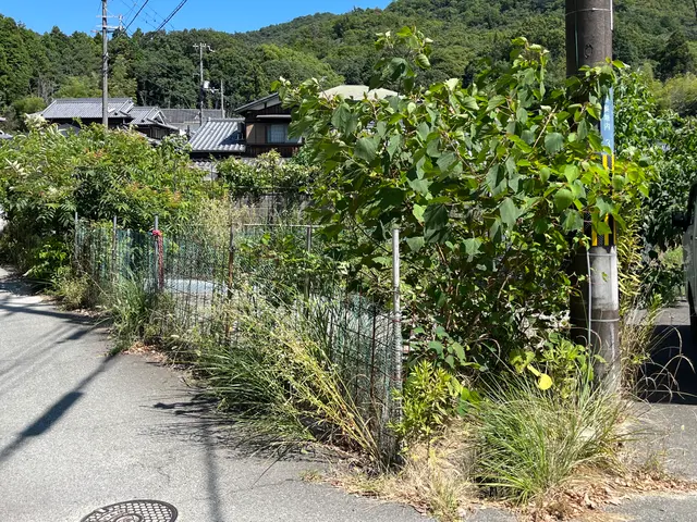 雑木伐採、庭木伐採サービスの画像