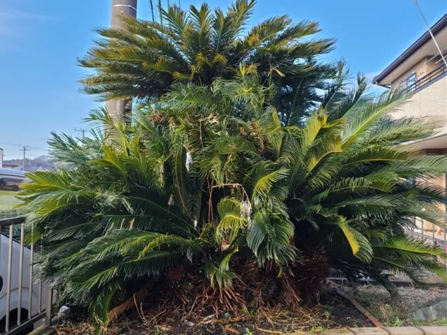 【業歴11年】木一本、草一本から受付致します。損害保険加入済み◎サービスの画像