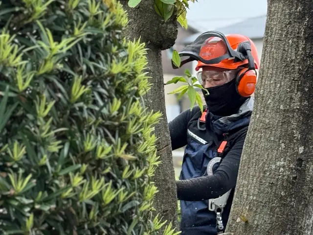 安心事前無料見積もり！立ち合いなし可！伐採、草刈り承ります。サービスの画像