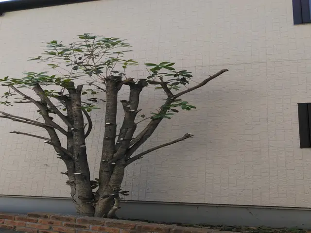 〇庭園管理士の資格を所有〇庭木1本からでもお気軽にご連絡ください！家工房三ツ沢店サービスの画像