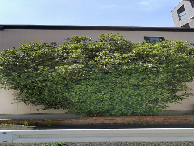 〇庭園管理士の資格を所有〇庭木1本からでもお気軽にご連絡ください！家工房三ツ沢店サービスの画像