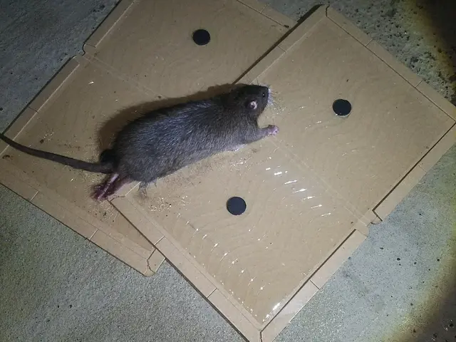 【業界経験30年以上の経験と実績】ころさないネズミ防除（一般家庭対象）サービスの画像